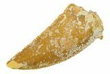 Serrated, Raptor Tooth - Real Dinosaur Tooth #285163-1